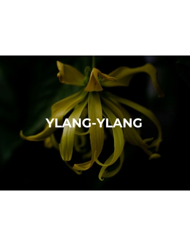 PRE WORKOUT. WIN WIN ENERGY GEL